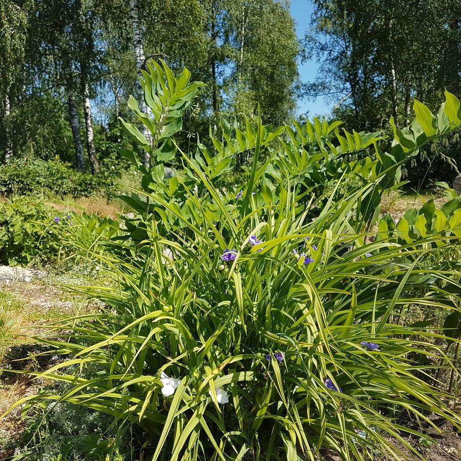 Vila Sanzila Bernatoniai Luaran gambar